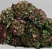 Hydrangea, Antique-green/purple