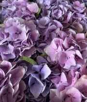 Hydrangea-lavender