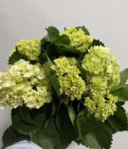 Hydrangea, mini-tight-green (10 stems)