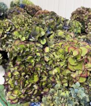 Hydrangea, antique-multi color