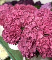 Hydrangea-hot pink