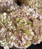 Hydrangea-light pink