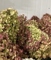Hydrangea, Paniculata-pink