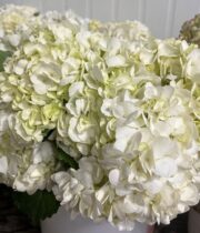 Hydrangea-white (10 Stems)