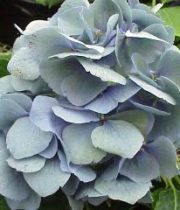 Hydrangea, Antique-blue