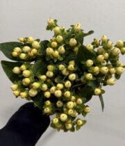 Hypericum-cream