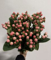 Hypericum-pink