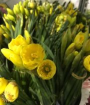 Daffodils, Large-yellow