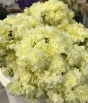 Daffodils, Narcissus-Early Cheer-white/cream