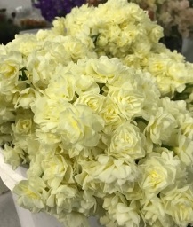 Daffodils, Narcissus-Early Cheer-white/cream