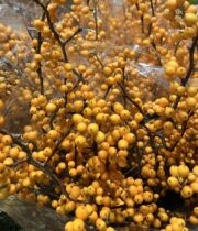 Ilex Berry, Tall-golden