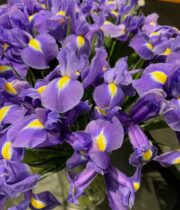 Iris-purple