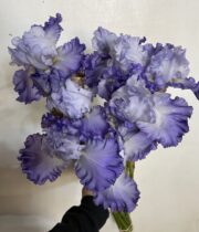 Iris, Bearded-light blue