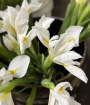 Iris-white