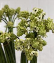 Ivory Coast Lily-white