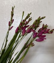 Ixia-pink