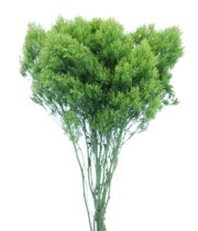 Trachelium, Jade-green