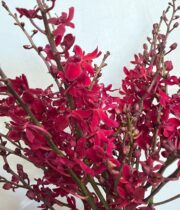 Orchid, James Storei-Ann Black-burgundy