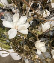Branch, Japanese Magnolia-white
