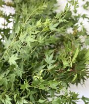 Branch, Japanese Maple