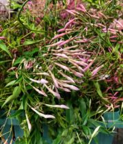 Jasmine Vine-pink