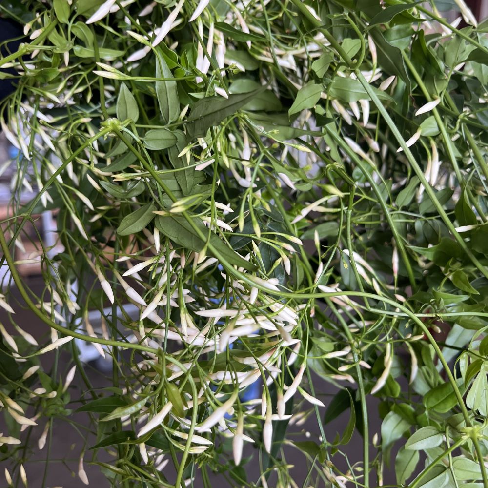Jasmine vine white