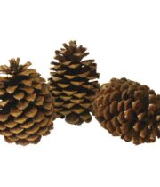 Pinecones, Jeffrey (case of 30)