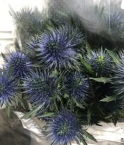 Eryngium, Jumbo-blue