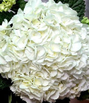 Hydrangea, Jumbo-white