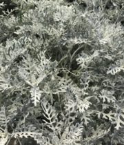 Dusty Miller, Lacey-grey