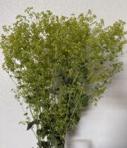 Ladies Mantle