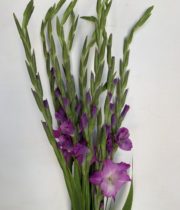 Gladiolus-lavender