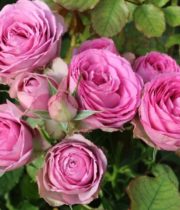 Rose Garden Spray, Vintage Lace-CA