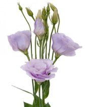 Lisianthus-lavender
