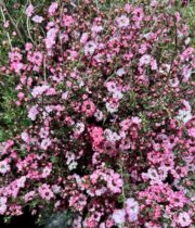 Lepto, flowering-pink