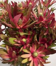 Leucadendron, Safari Sunset-burgundy