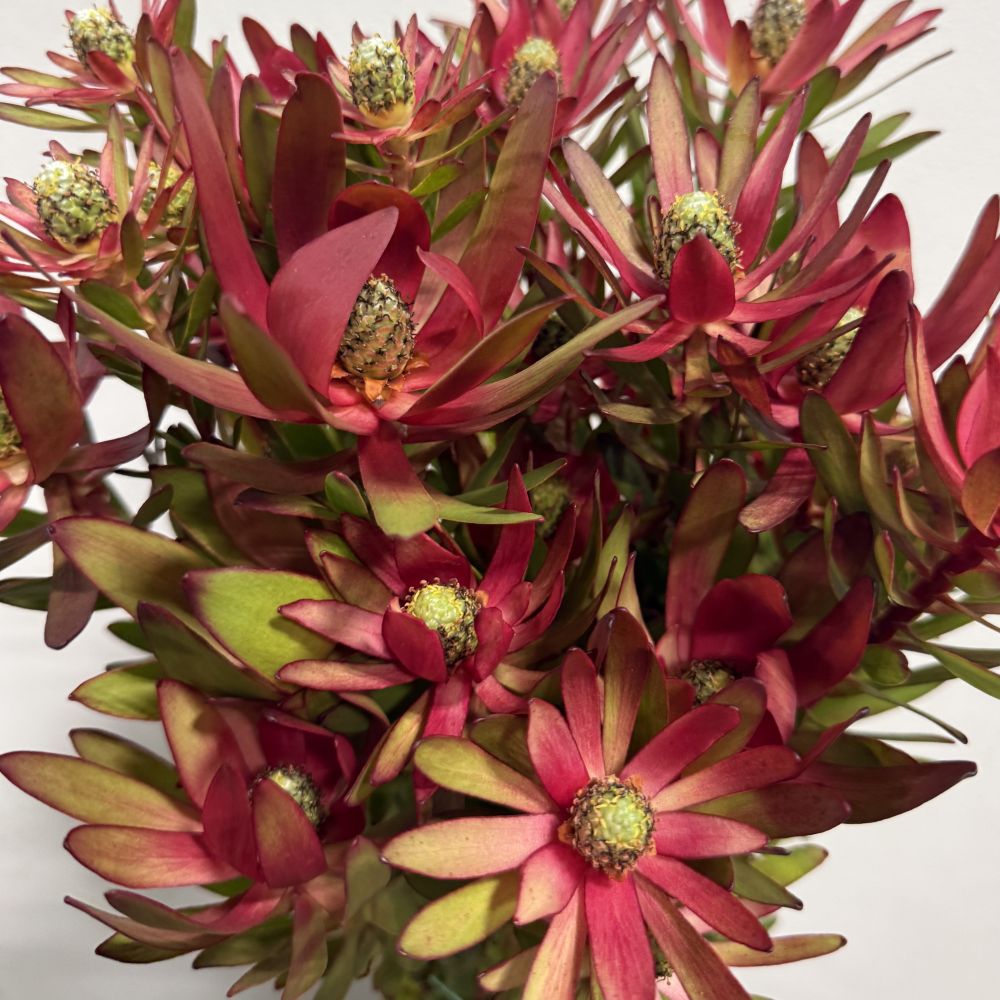 Leucadendron Safari Sunset
