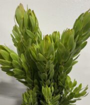 Leucadendron-green