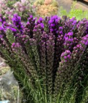 Liatris-purple