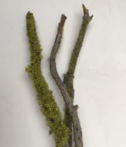 Lichen Branch