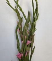 Gladiolus-light Pink