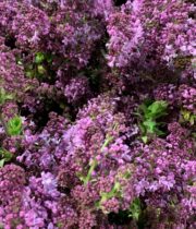 Lilac, California-lavender