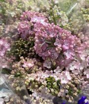 Lilac, Dutch-light pink