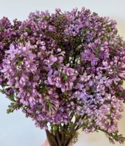 Lilac, Dutch-lavender