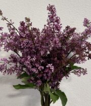 Lilac, Korean-purple