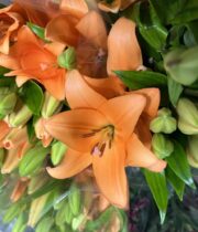 Lily Asiatic-orange