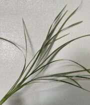 Lily Grass-variegated