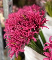 Lily Nerine-hot pink