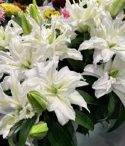 Lily Oriental, Double Roselily-white
