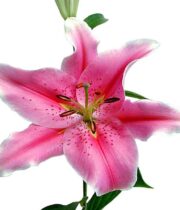 Lily Oriental, Sorbonne-light pink